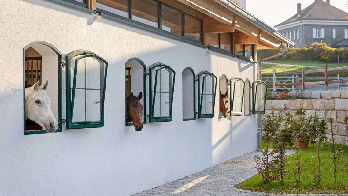 Drei Pferde schauen aus den grünen Fenstern des modernen Stalls der Reitschule am Chiemsee